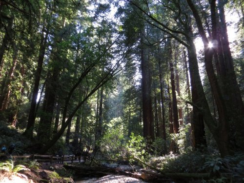 Muir Woods