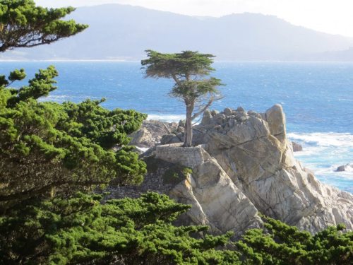 Cruisin' 17 Mile Drive