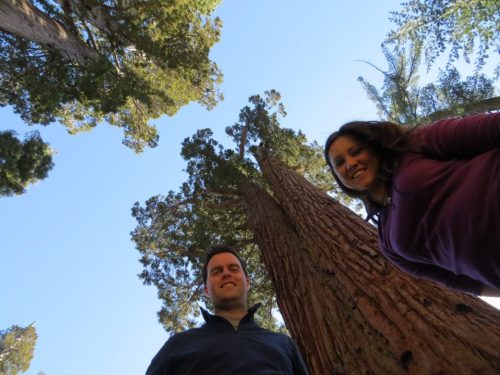 Mariposa Grove, Yosemite National Park